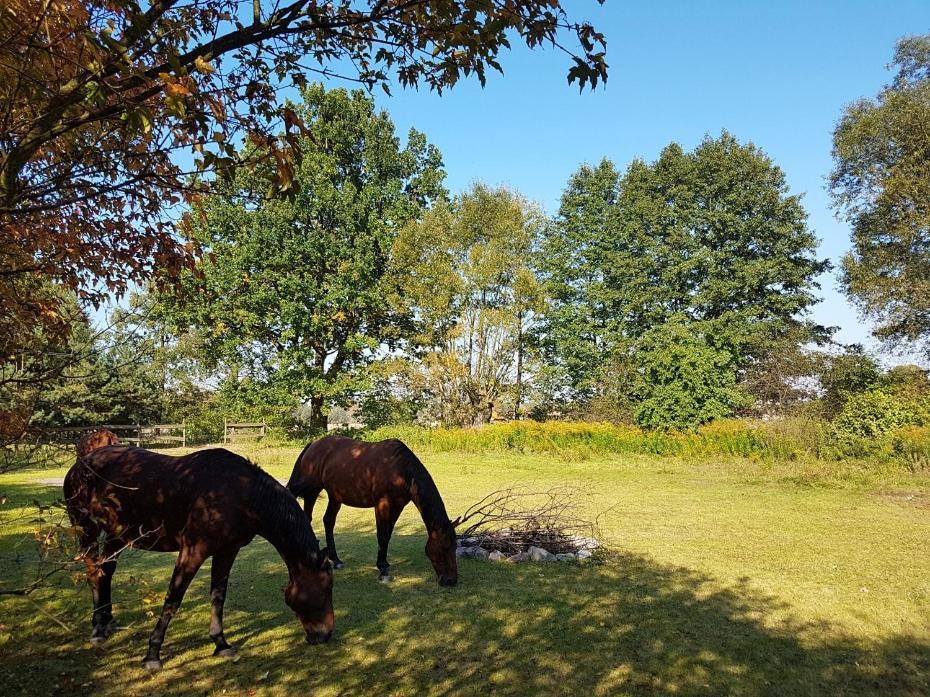 Agroturystyka Pod Modrzewiami Nowy Tomyśl Exterior foto