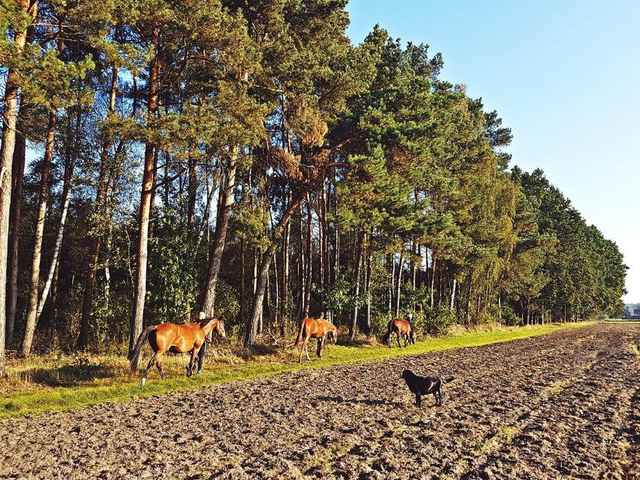 Agroturystyka Pod Modrzewiami Nowy Tomyśl Exterior foto